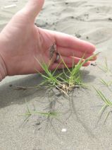 Distichlis spicata