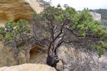 Arctostaphylos glandulosa ssp. crassifolia