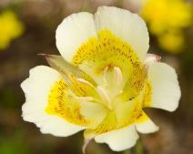 Calochortus luteus