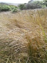 Elymus pacificus
