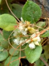 Cuscuta californica