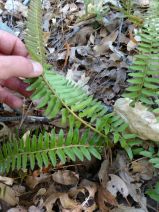 Polystichum imbricans