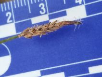 Eleocharis parishii