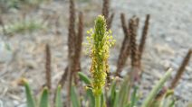 Plantago maritima