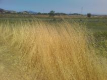 Avena barbata