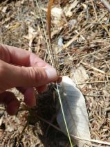 Rytidosperma penicillatum