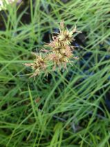 Juncus ensifolius
