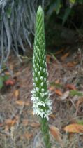 Piperia elegans