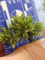 Cyperus eragrostis