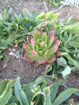 Dudleya palmeri