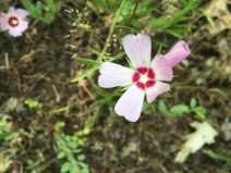 Sidalcea diploscypha