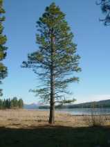 Pinus jeffreyi