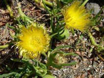 Conicosia pugioniformis