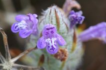 Pogogyne douglasii