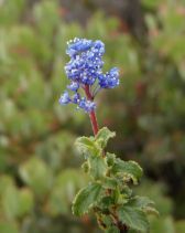 Ceanothus foliosus