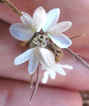 Calycadenia villosa