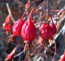 Rosa woodsii