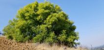 Pistacia chinensis