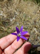 Brodiaea elegans ssp. elegans