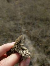 Phalaris elongata