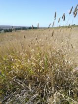 Phalaris elongata