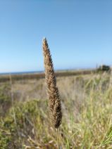 Phalaris elongata