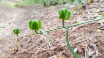 Fritillaria affinis