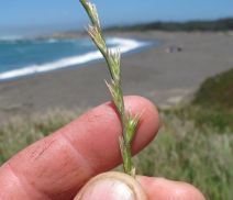 Festuca temulenta