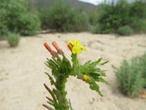 Camissoniopsis intermedia
