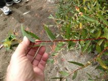 Salix ligulifolia