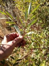 Salix ligulifolia