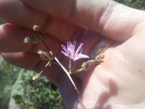 Stephanomeria elata
