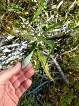 Salix ligulifolia