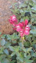 Penstemon newberryi var. sonomensis
