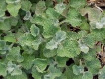 Marrubium vulgare