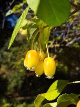 Malus fusca