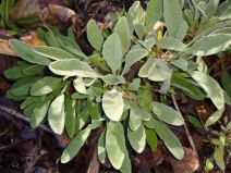 Salvia sonomensis