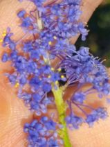 Ceanothus parryi