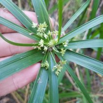 Cyperus involucratus