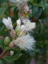 Baccharis pilularis