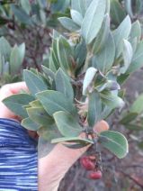 Arctostaphylos canescens