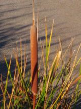 Typha angustifolia