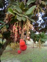 Arbutus unedo