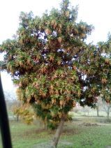 Arbutus unedo