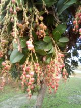 Arbutus unedo