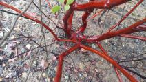 Arctostaphylos hispidula