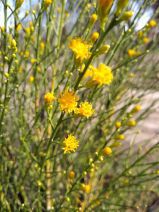 Lepidospartum squamatum