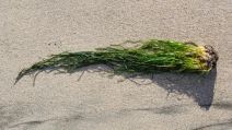 Phyllospadix scouleri