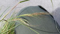 Stipa manicata