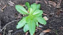 Lactuca virosa